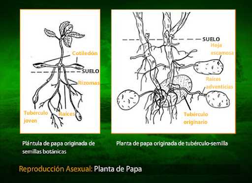 Ciclo Reproductivo De La Papa