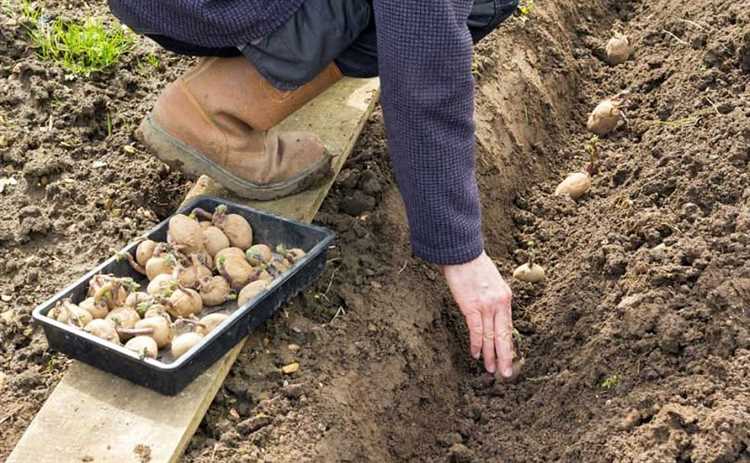 Cómo sembrar y cosechar papas Guía completa paso a paso