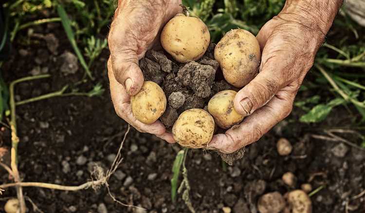 Cuándo Plantar Patatas En España Fechas Y Consejos 3693